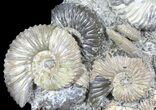 Iridescent Deschaesites Ammonite Cluster - (Special Price) #39151-1